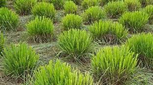 ZOOMGREEN Lemon Grass Plant