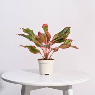 UGAOO Aglaonema Plant