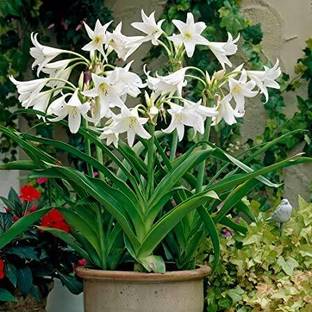 BISWAS Lily Plant