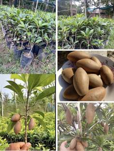 MyPlantsBazar Chiku Plant