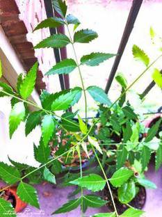 RANI BITHIKA NAURASARY Neem Plant