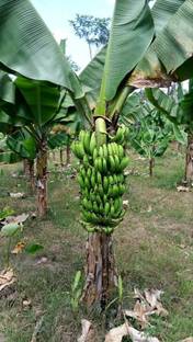 YourPlant Banana Plant