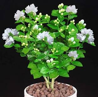 Globalplants Jasmine Plant