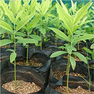 Cloud Farm Terminalia/Arjuna Plant