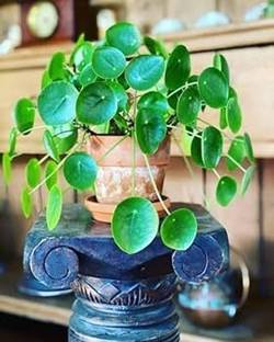Cloud Farm Money Plant