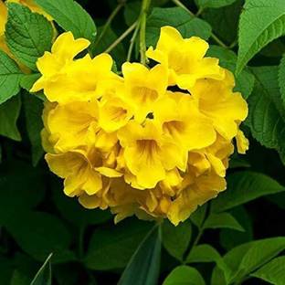 Corofitam Tecoma Plant
