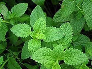 BALA PLANT CREATION Mint Plant