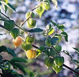 ABEFARIYA Berry Plant
