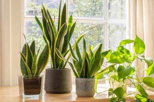 KPBHANDER Snake Plant