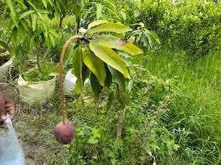 Cloud Farm Mango Plant