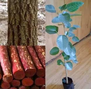 AloGardening Red Sandalwood Plant