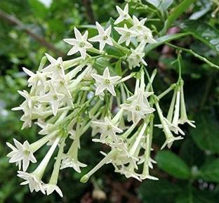 Unisam Flower plant Jasmine Night Bloom Jasmine Plant, Crape Jasmine Plant, Jasmine Plant, Arabian Jasmine Plant