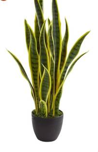 Sri Radha Krishna Plant Snake Plant