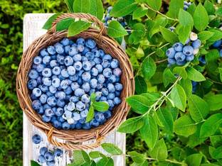 HYBRID Berry Plant