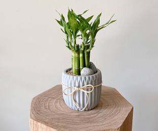 SHINUEVERGREEN Two Layer Bamboo Plant