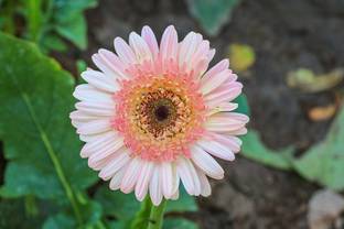 ONLINE PLANT BAZAR Gerbera Plant