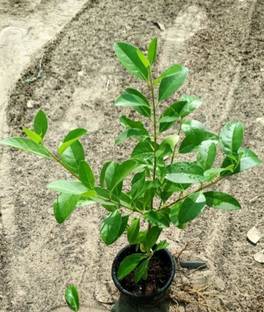 VANASPATI UDYAN Inermi Plant