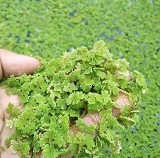 ABC Amazon Duckweed