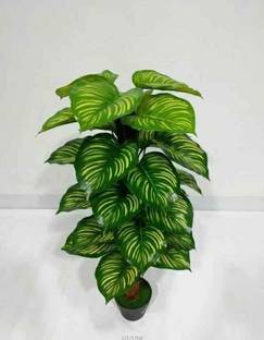 JAZEERA Money Plant