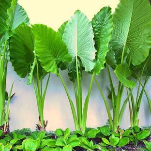 MyBageecha Giant Taro Plant