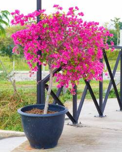 My Dream Nursery Bougainvillea Plant Seed