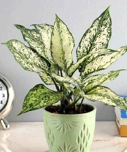 Greenearth Philodendron Royal Queen Plant