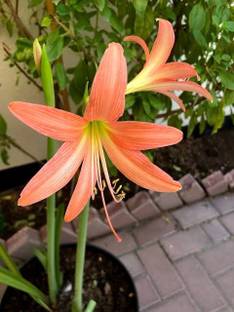 Cloud Farm Lily Plant