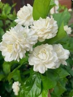 Green view Mogra Flowering Plant