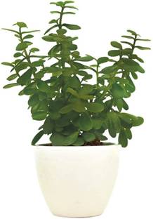JESAA GREENS Jade Plant