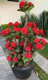 Euphorbia Euphorbia Milii Dwarf Apache Red Cactus Plant