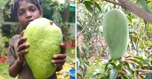 Puspita Mango Plant