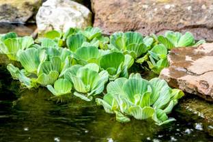 ABEFARIYA Water Cabbage Plant