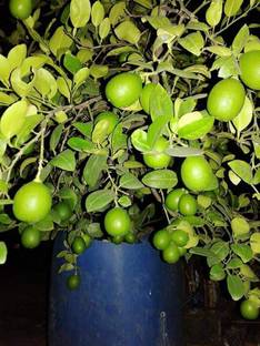 chaina lebu Lemon Plant