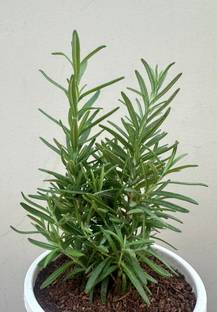Cloud Farm Rosemary Plant