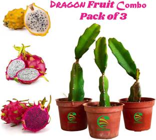 Cloud Farm Dragon Tree
