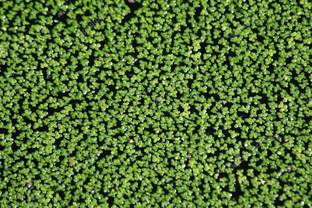 Platone Amazon Duckweed