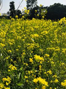 Hari Potter Mustard Plant