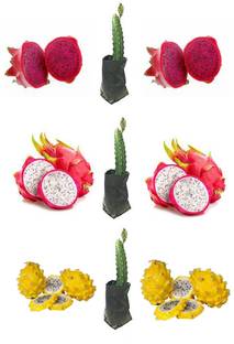 Cloud Farm Dragon Tree