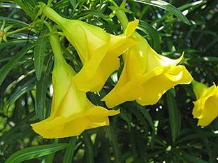 mynusary Kaner Plant