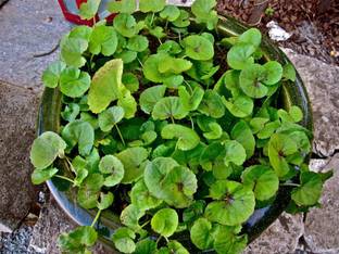 Greenery Nursery Bacopa Monnieri
