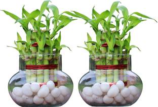 NiMoj Lucky Bamboo Straight Stick, Dracaena Plant, Two Layer Bamboo Plant