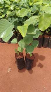 BALA PLANT CREATION Red Sandalwood Plant