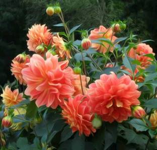 Marinetree Dahlia Plant