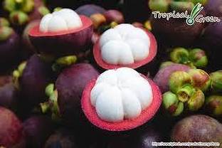 Mangosteen Mangosteen Plant
