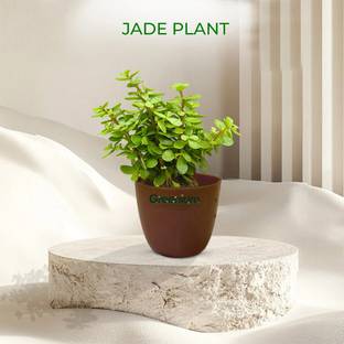 Greenium Jade Plant