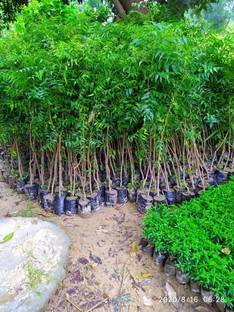 Greenery Nursery Neem Plant