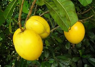 ABC Abiu Plant