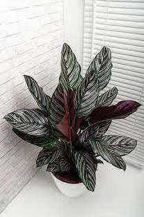 PEDPOUDHE Calathea Plant