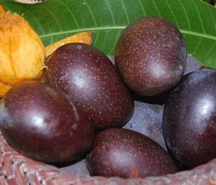 Kasturi Mango Plant Mango Plant