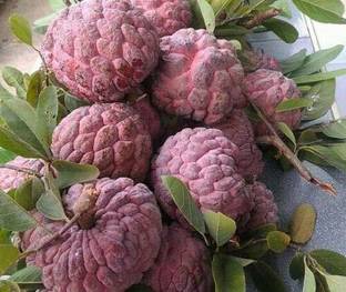 GreenyOn Custard Apple Plant